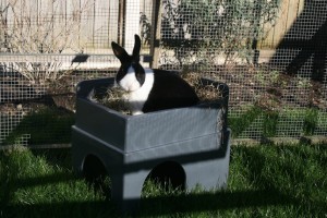 Picture of a rabbit in the Feline Fort®